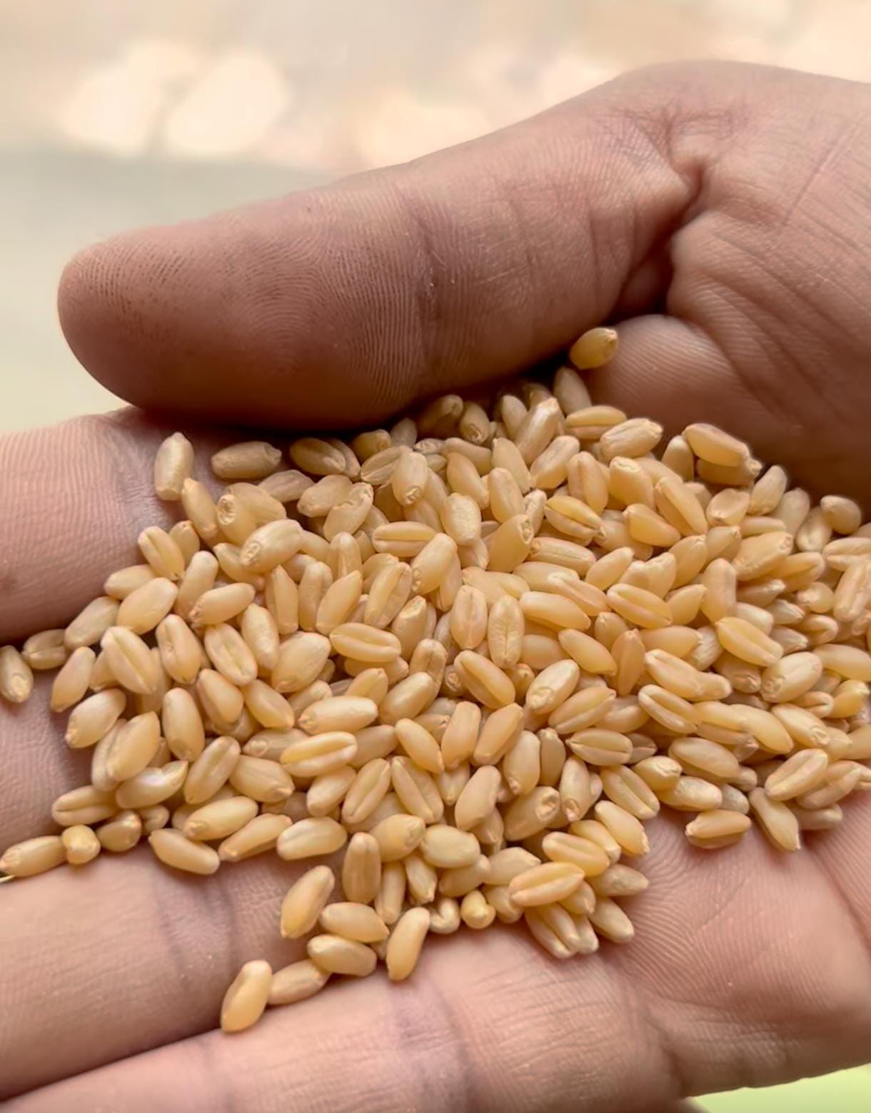 Organic Original Certified Wheat 306 (Sharbati Wheat)