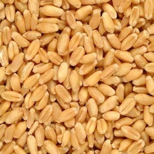 MP Sharbati Atta - 100% Original Sharbati Wheat Flour