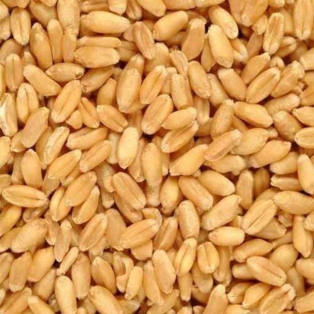 MP Premium - Sharbati (Sujata 306) Wheat Atta