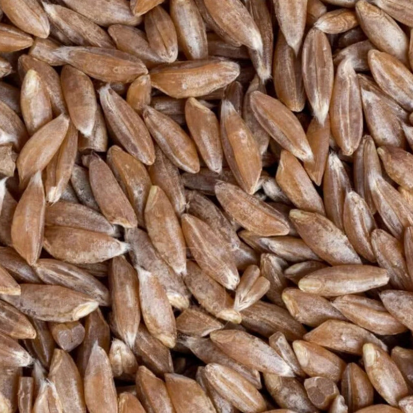 Close-up of brown rice grains