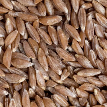 Close-up of brown rice grains