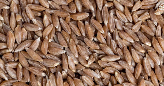 Khapli Atta (Emmer Wheat) - MH Premium Whole Wheat